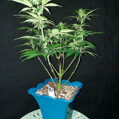 Irvine Level 1 Tester #3 growlog timeline photo