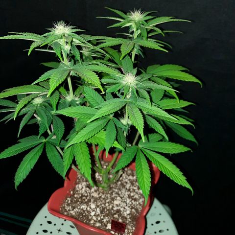 "Red" Irvine Level 2 Tester #2 growlog timeline photo