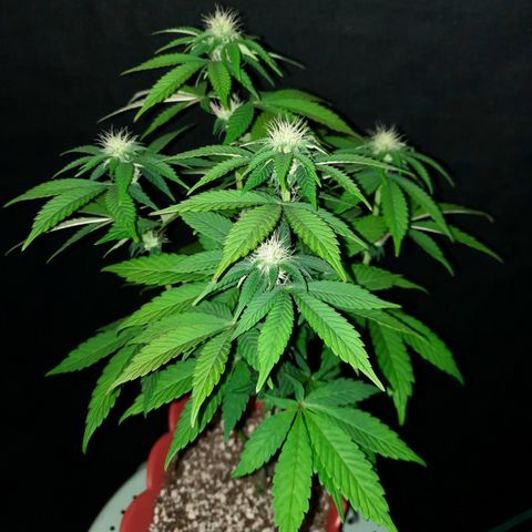 "Red" Irvine Level 2 Tester #1 growlog timeline photo