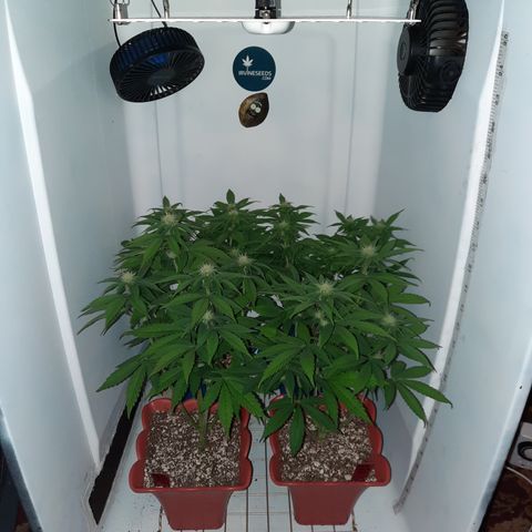 "Red" Irvine Level 2 Tester #2 growlog timeline photo
