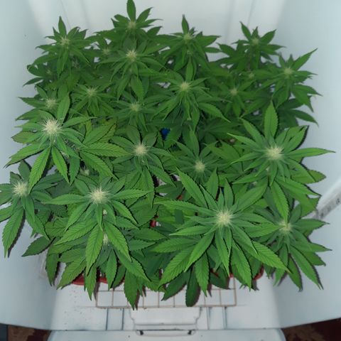 "Red" Irvine Level 2 Tester #2 growlog timeline photo