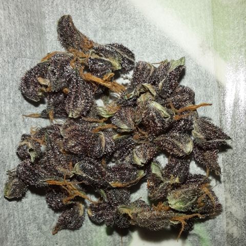 Purple Kush 1:1 auto growlog timeline photo