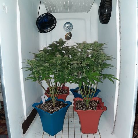 "Red" Irvine Level 2 Tester #2 growlog timeline photo