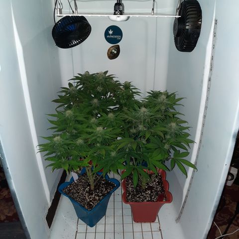 "Red" Irvine Level 2 Tester #2 growlog timeline photo