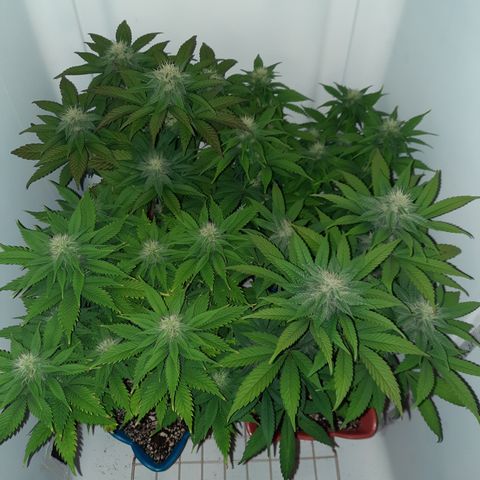 "Red" Irvine Level 2 Tester #2 growlog timeline photo