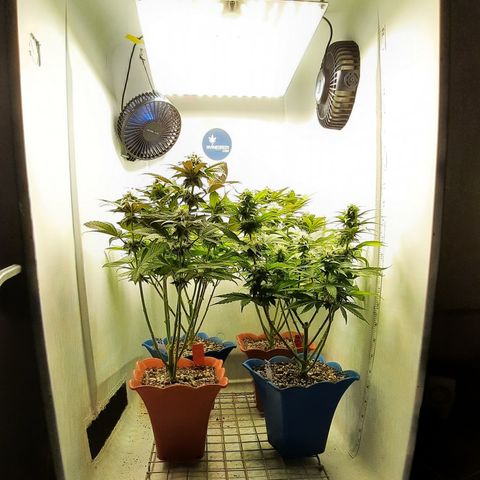 "Red" Irvine Level 2 Tester #2 growlog timeline photo