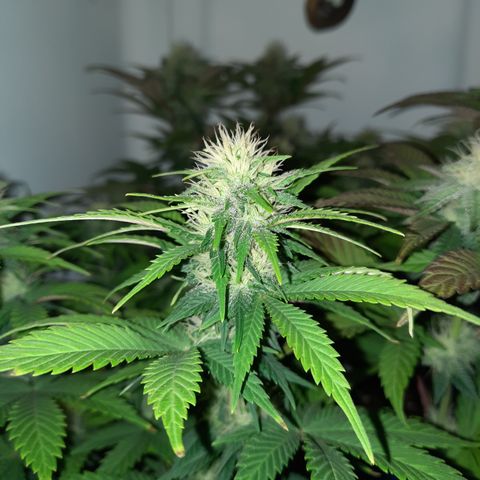 Irvine Level 1 Tester #3 growlog timeline photo
