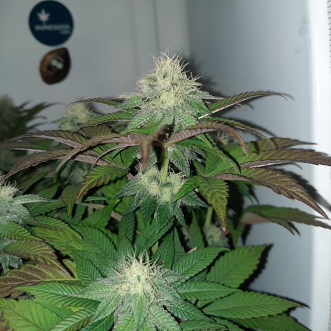 "Red" Irvine Level 2 Tester #1 growlog timeline photo