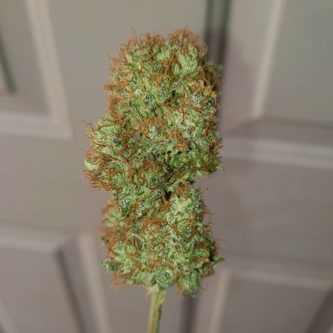 E-M Test #112 growlog timeline photo