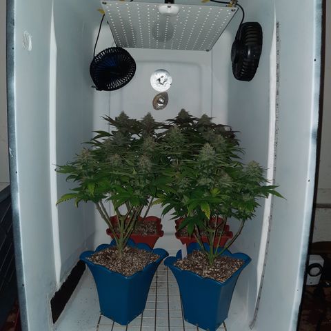 "Red" Irvine Level 2 Tester #2 growlog timeline photo