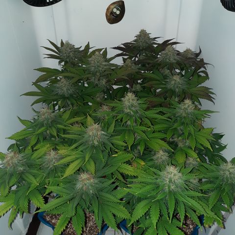 "Red" Irvine Level 2 Tester #2 growlog timeline photo