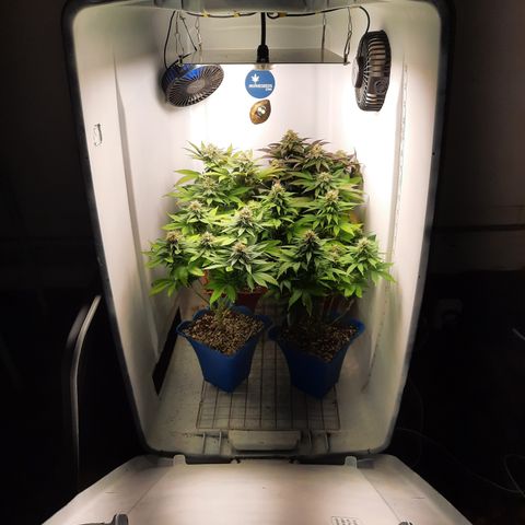 "Red" Irvine Level 2 Tester #2 growlog timeline photo