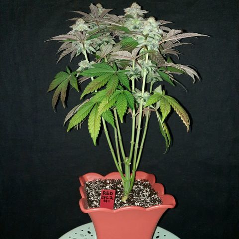 "Red" Irvine Level 2 Tester #1 growlog timeline photo