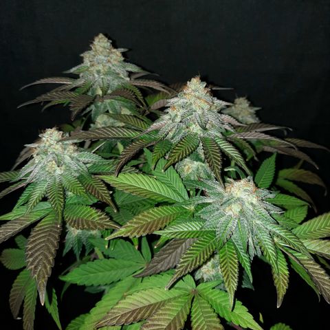 "Red" Irvine Level 2 Tester #1 growlog timeline photo