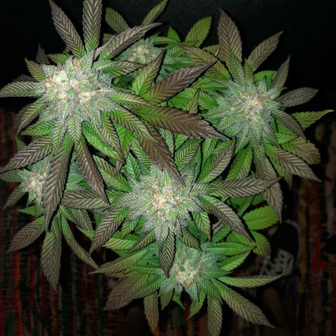 "Red" Irvine Level 2 Tester #1 growlog timeline photo