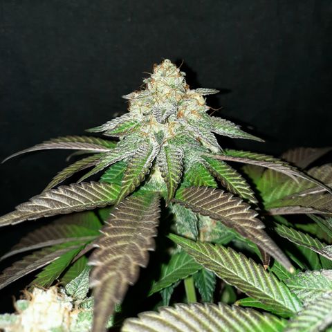 "Red" Irvine Level 2 Tester #1 growlog timeline photo