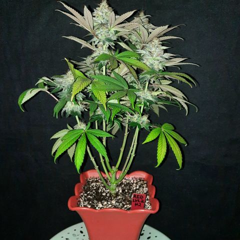 "Red" Irvine Level 2 Tester #2 growlog timeline photo