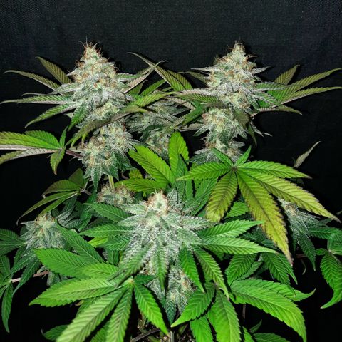 "Red" Irvine Level 2 Tester #2 growlog timeline photo