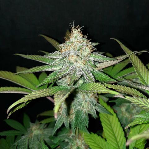 "Red" Irvine Level 2 Tester #2 growlog timeline photo