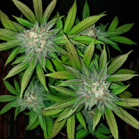 "Red" Irvine Level 2 Tester #2 growlog timeline photo