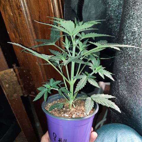 Female Auto Reg (Baz's Mix) #11 growlog timeline photo