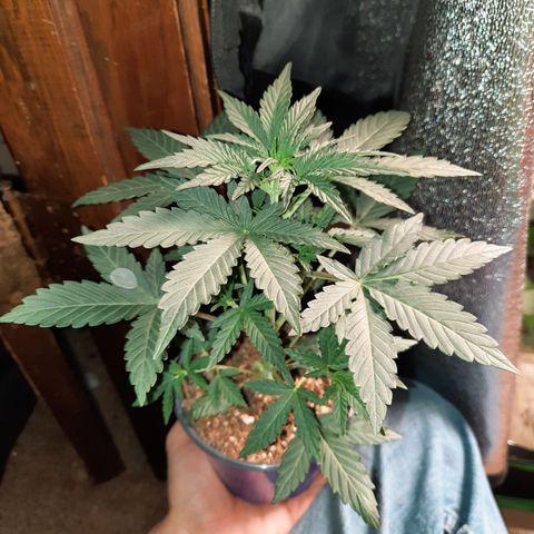 Female Auto Reg (Baz's Mix) #11 growlog timeline photo