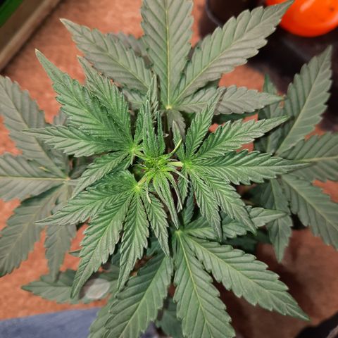 Female Auto Reg (Baz's Mix) #11 growlog timeline photo