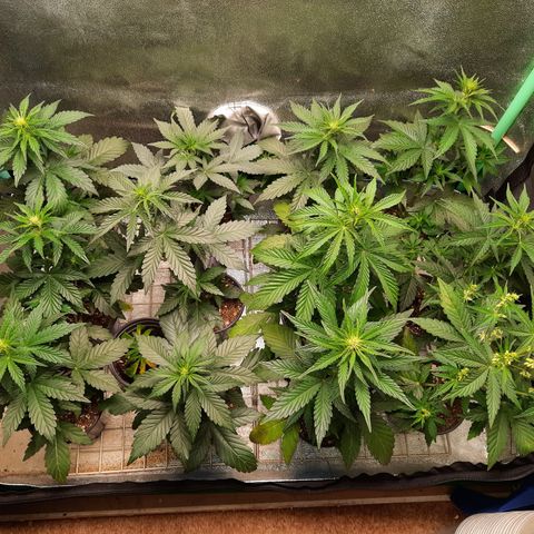 Female Auto Reg (Baz's Mix) #11 growlog timeline photo