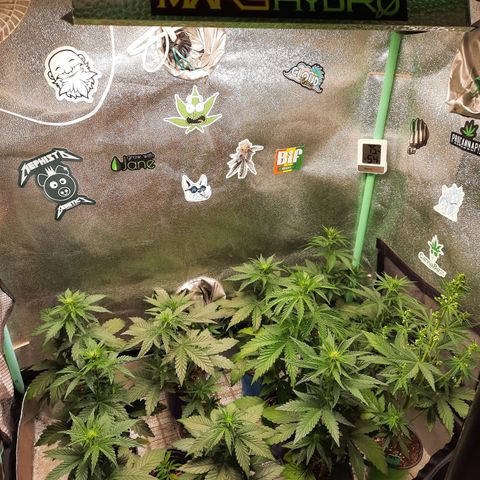 Female Auto Reg (Baz's Mix) #11 growlog timeline photo