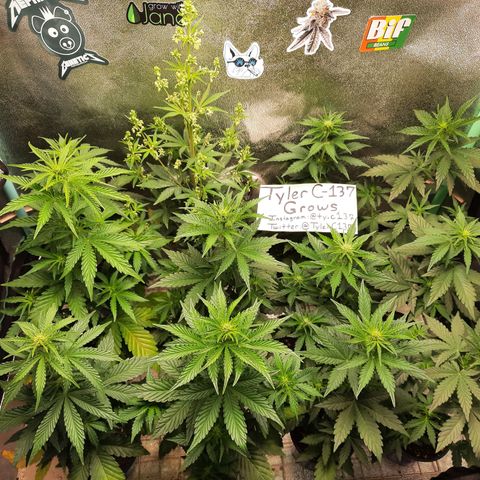 Female Auto Reg (Baz's Mix) #11 growlog timeline photo