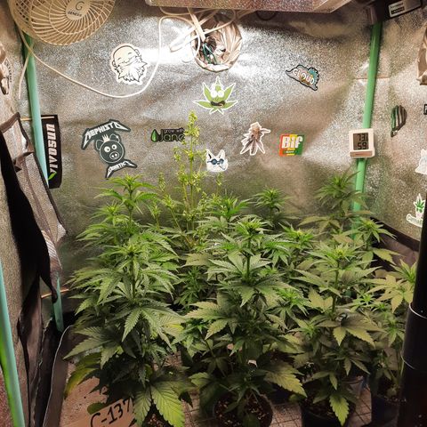 Female Auto Reg (Baz's Mix) #11 growlog timeline photo