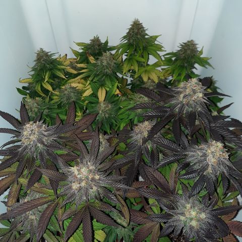 "Red" Irvine Level 2 Tester #2 growlog timeline photo