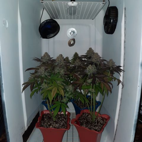 "Red" Irvine Level 2 Tester #2 growlog timeline photo