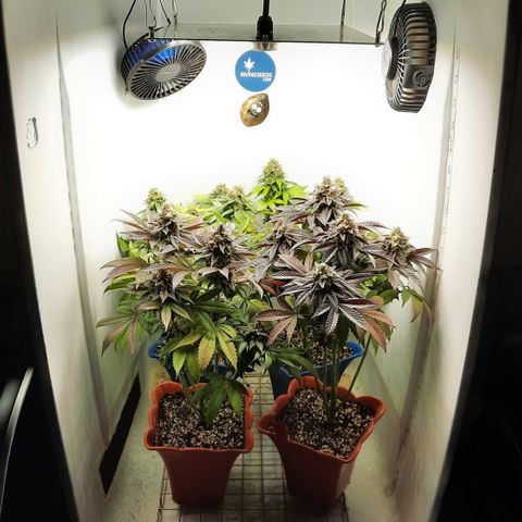 "Red" Irvine Level 2 Tester #2 growlog timeline photo