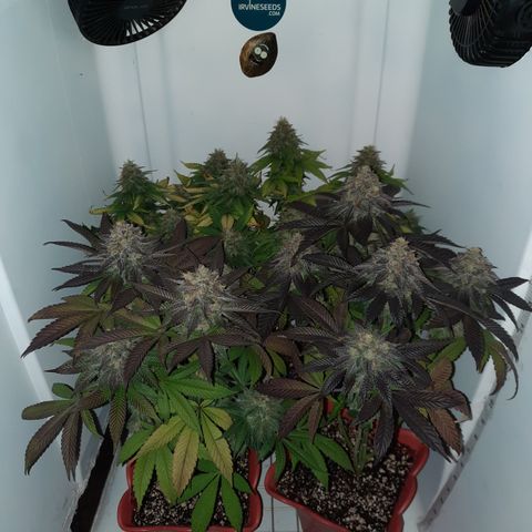 "Red" Irvine Level 2 Tester #2 growlog timeline photo