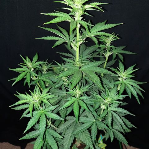 Female Auto Reg (Baz's Mix) #11 growlog timeline photo
