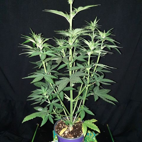 Female Auto Reg (Baz's Mix) #11 growlog timeline photo