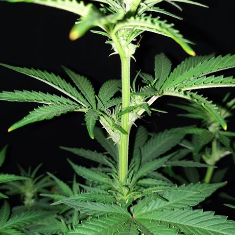Female Auto Reg (Baz's Mix) #11 growlog timeline photo