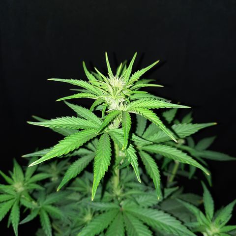 Female Auto Reg (Baz's Mix) #11 growlog timeline photo