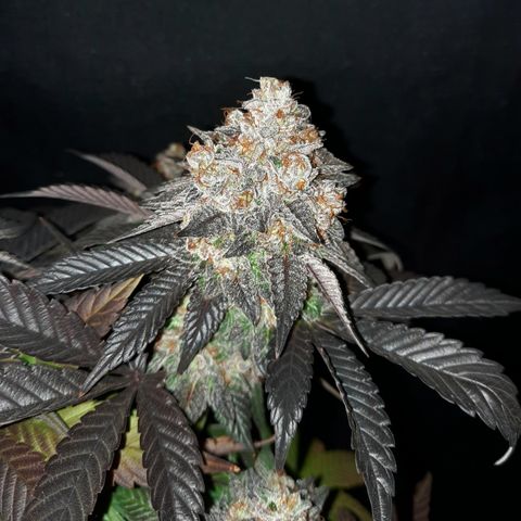 "Red" Irvine Level 2 Tester #1 growlog timeline photo