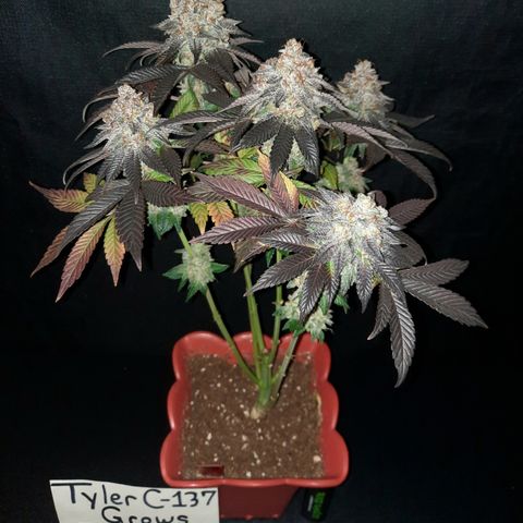 "Red" Irvine Level 2 Tester #1 growlog timeline photo