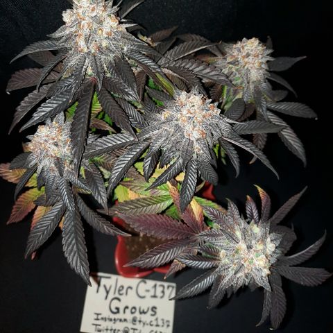 "Red" Irvine Level 2 Tester #1 growlog timeline photo