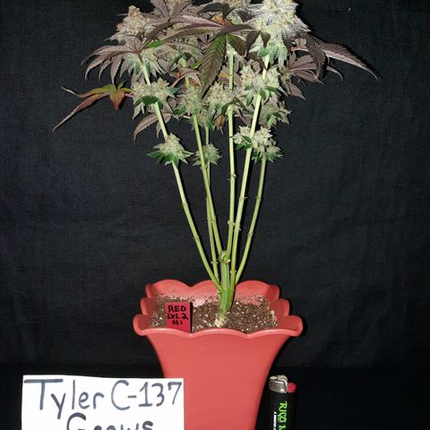 "Red" Irvine Level 2 Tester #1 growlog timeline photo