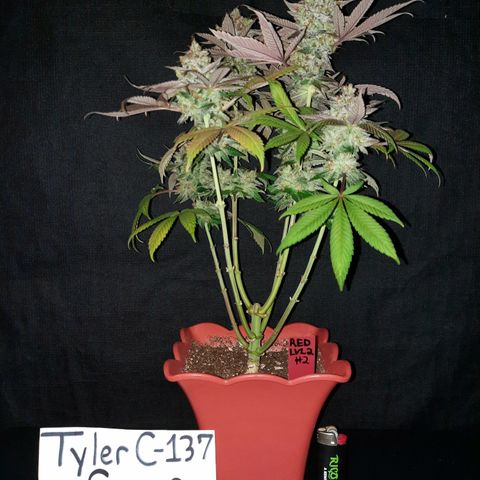 "Red" Irvine Level 2 Tester #2 growlog timeline photo