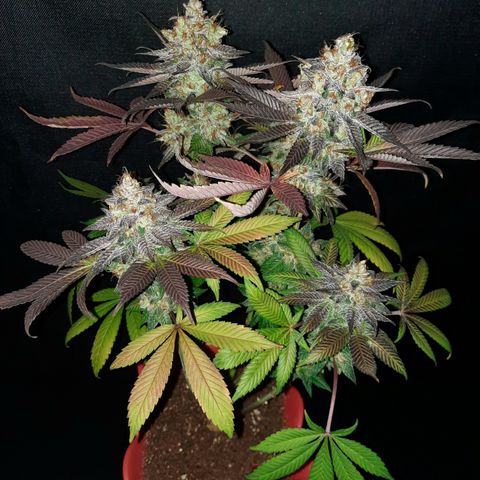 "Red" Irvine Level 2 Tester #2 growlog timeline photo