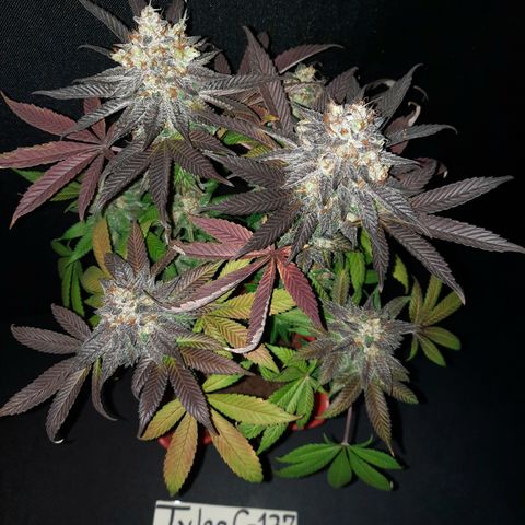 "Red" Irvine Level 2 Tester #2 growlog timeline photo