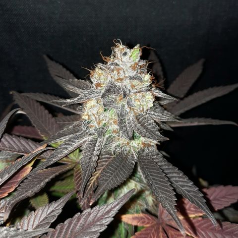 "Red" Irvine Level 2 Tester #2 growlog timeline photo