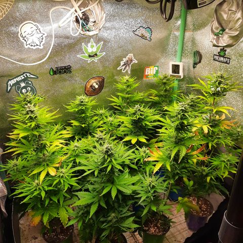 Female Auto Reg (Baz's Mix) #11 growlog timeline photo
