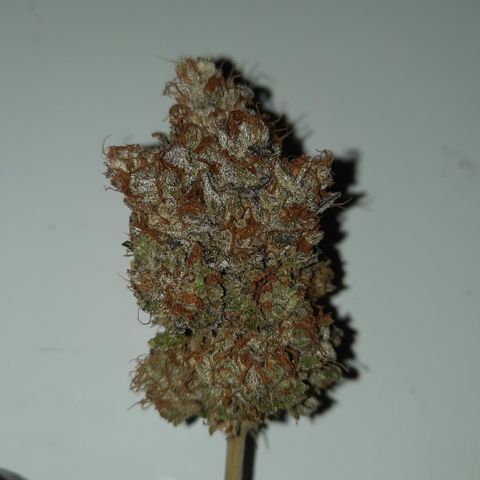 "Red" Irvine Level 2 Tester #1 growlog timeline photo