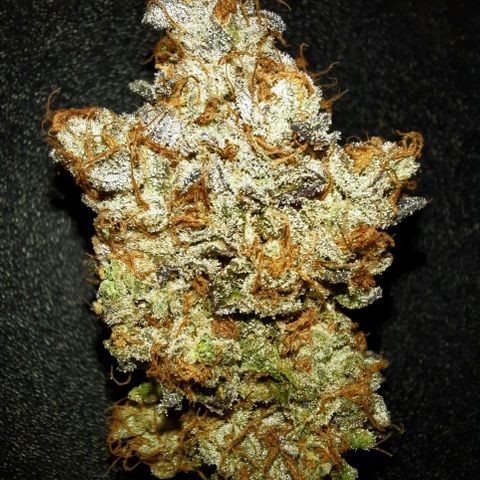 "Red" Irvine Level 2 Tester #1 growlog timeline photo